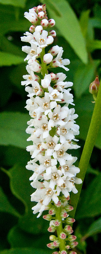the flower head